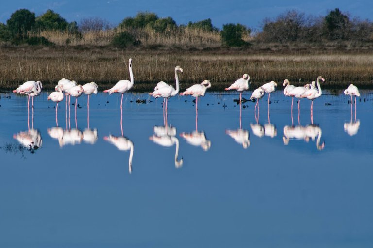 Flamingo 3 (1).jpg