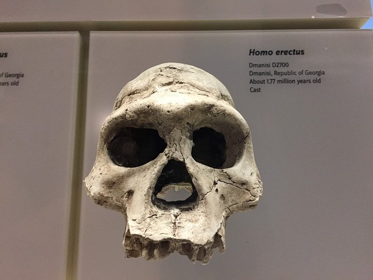 homo-erectus-2242425_960_720.jpg