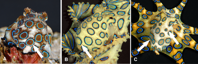640px-Variable_ring_patterns_on_mantles_of_the_blue-ringed_octopus_Hapalochlaena_lunulata.png