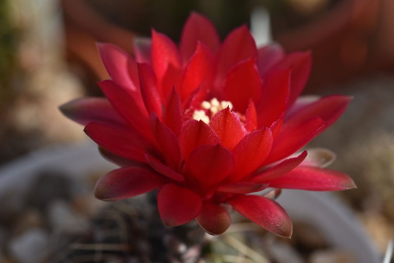 Gymnocalycium baldianum flower 2.jpg