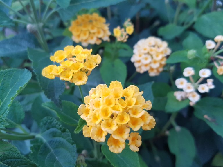 20180729_210644.jpg