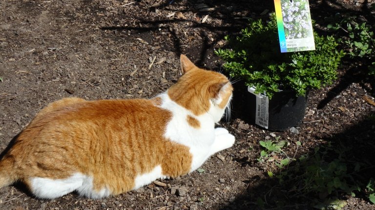 Jasper Minding Baby Plants.jpg