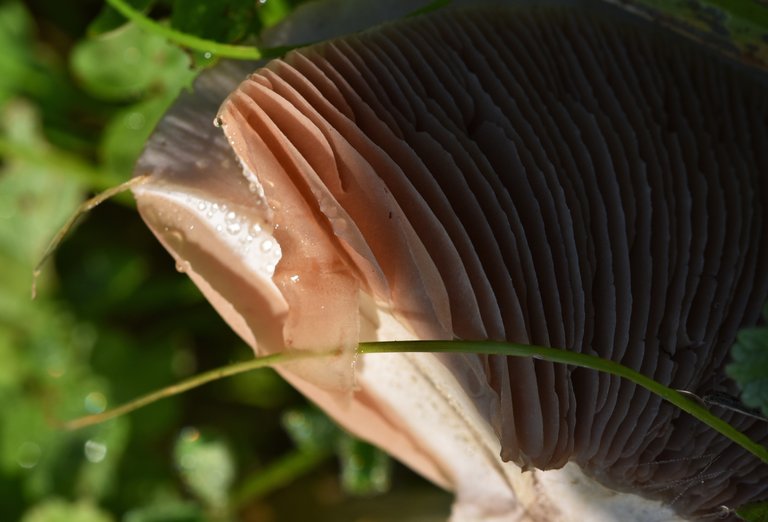mushroom big gills 2.jpg