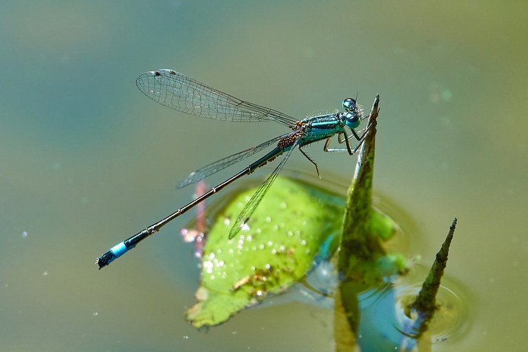 dragonfly-3469874_960_720.jpg