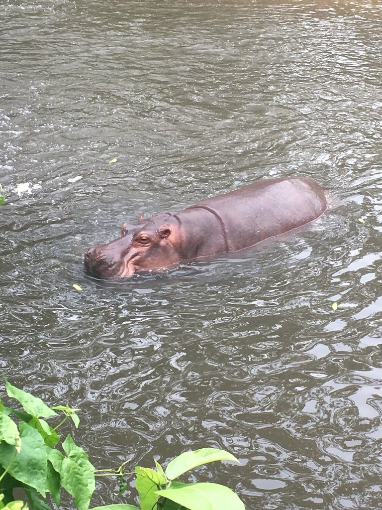 Khao Kheow Open Zoo24.jpg