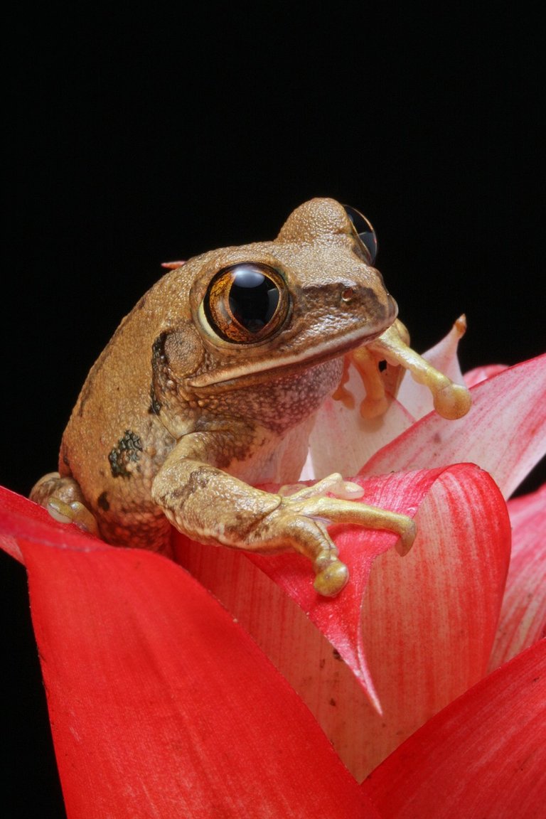 frog-77147_1280.jpg