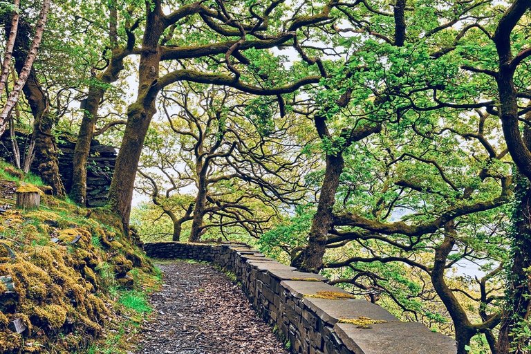 dinorwic_woods_trail_by_somadjinn-dcegv2n 2.jpg