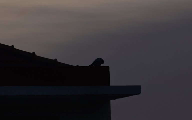 pigeon roof sunrise.jpg