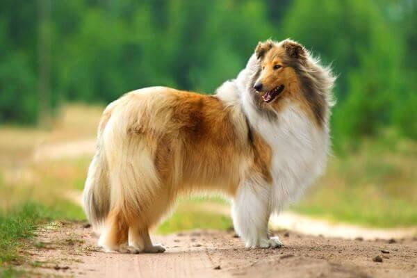 Rough-Collie.jpg