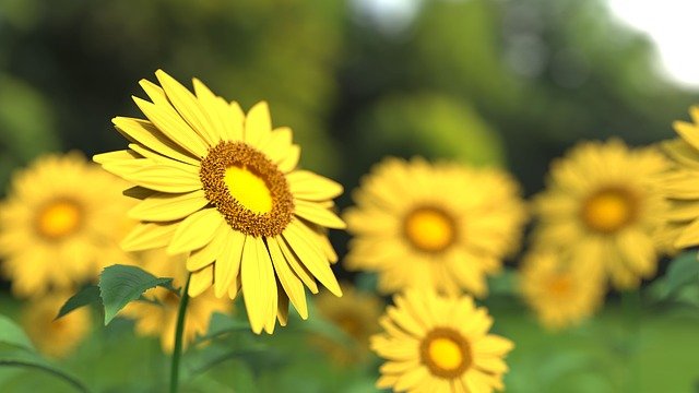 sunflower-1421011_640.jpg