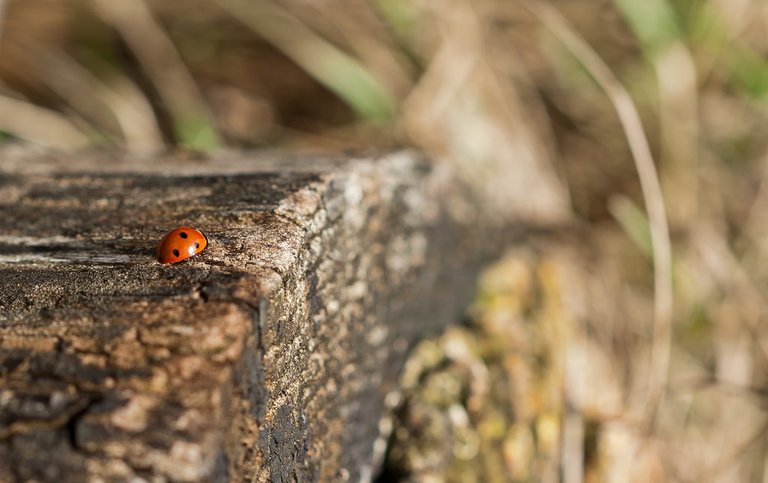 7000468837-dieterodemarienkaferladybird (FILEminimizer).jpg