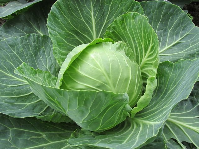 white-cabbage-2705228__480.jpg