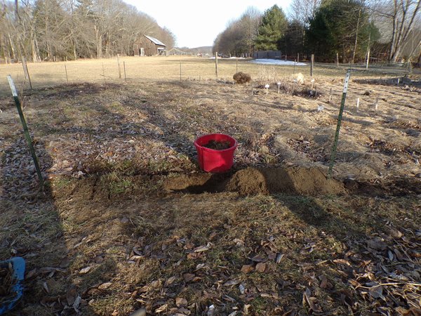 Big garden - rest of the mess crop February 2020.jpg