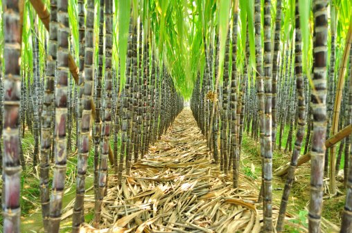 cane-farming.jpg