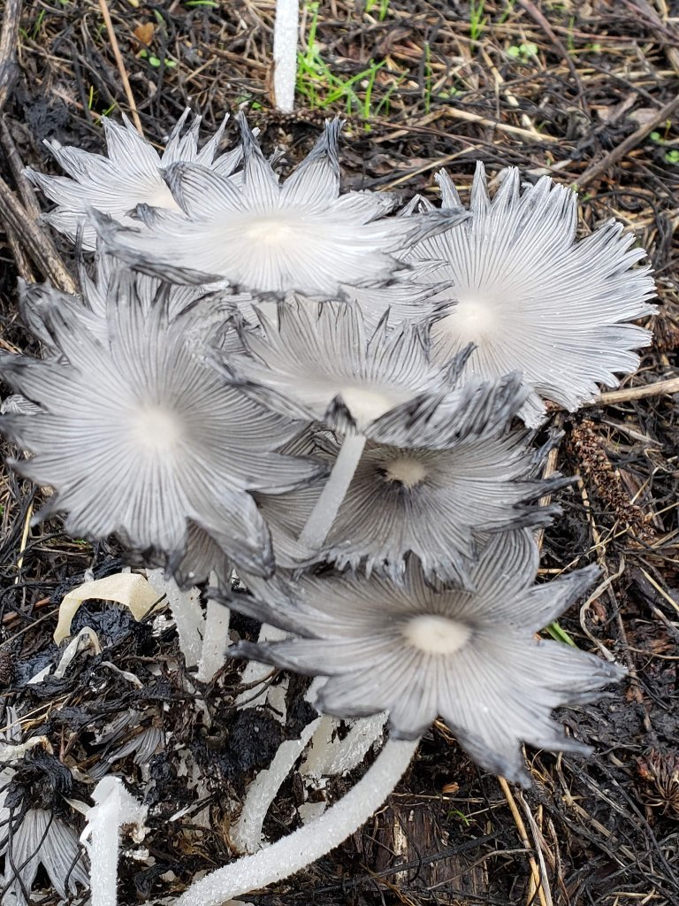 mushroomCluster.jpg