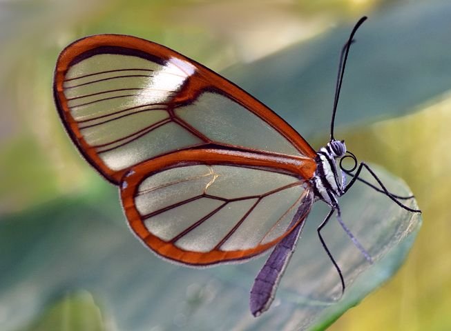 butterfly-3181826__480.jpg