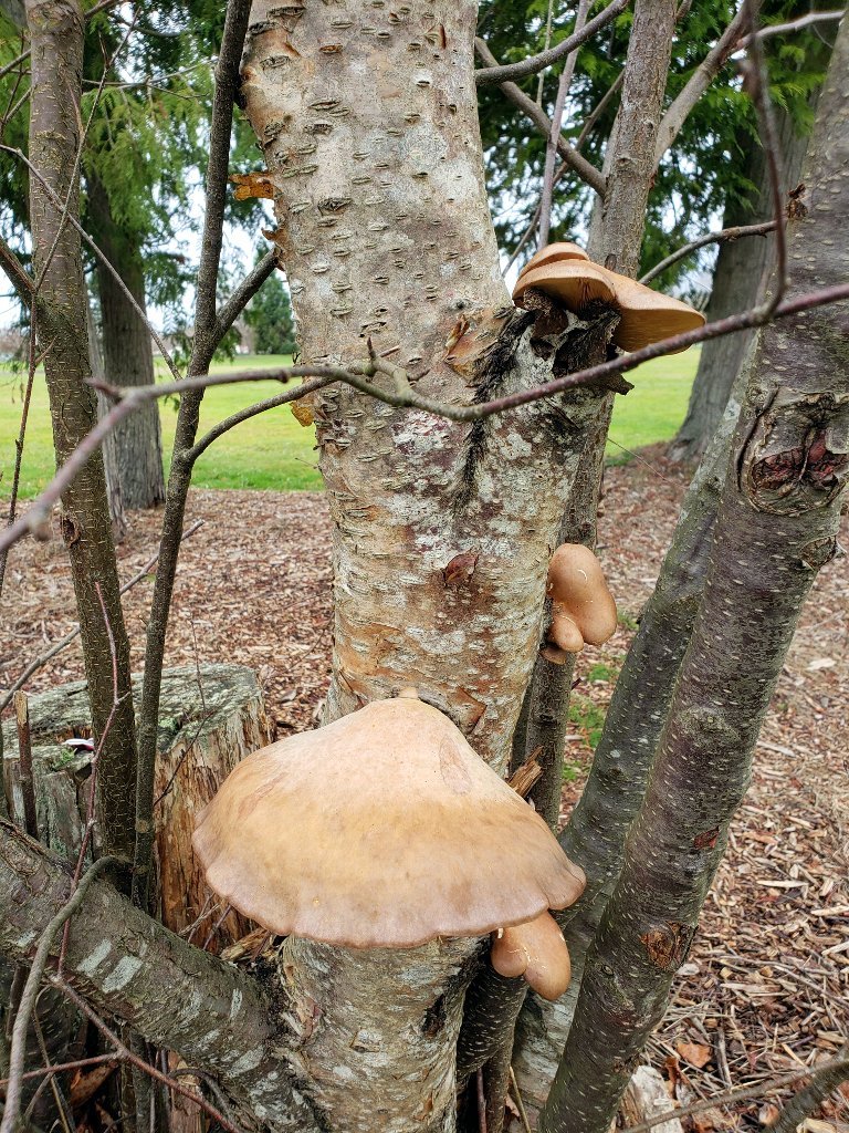 treeFungus.jpg