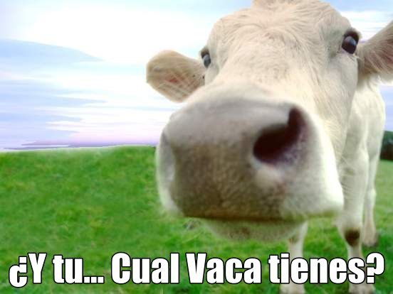 cual vaca tienes.jpg