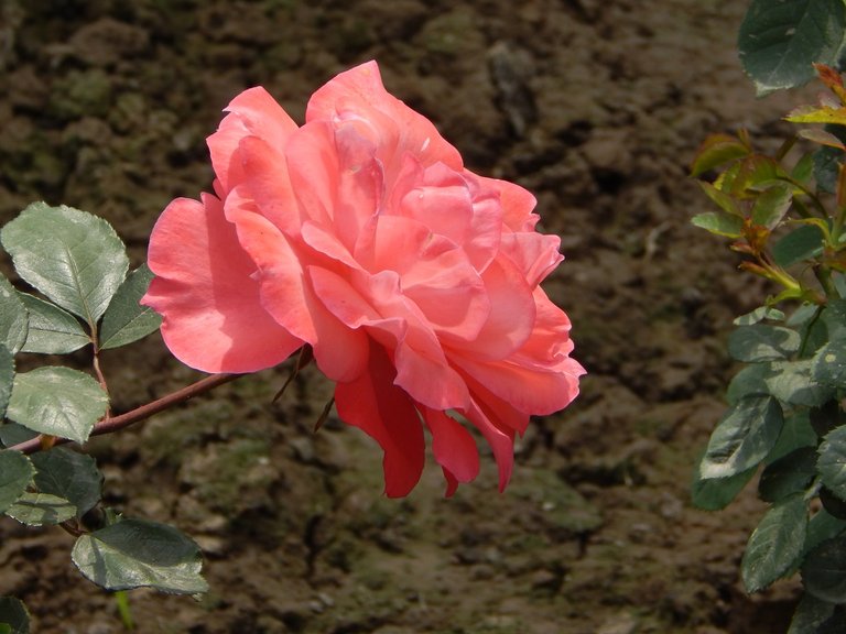 pink-rose-min.jpg