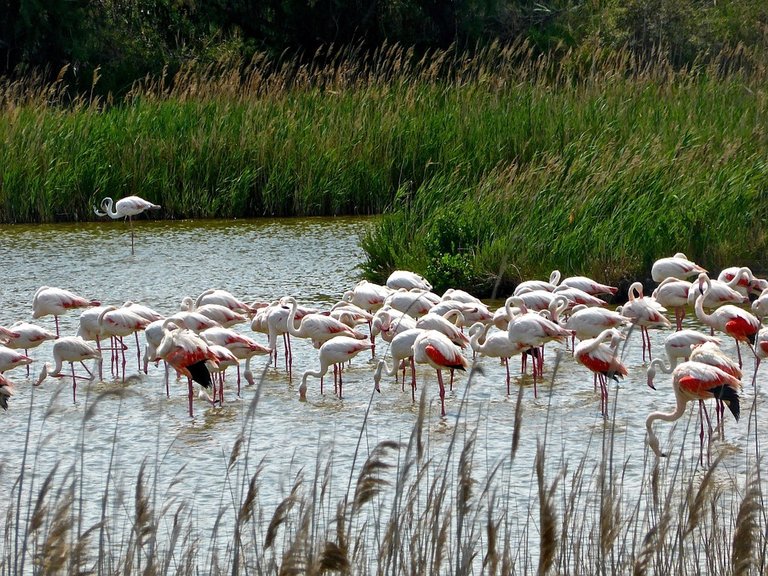 flamingos-1014859_960_720.jpg