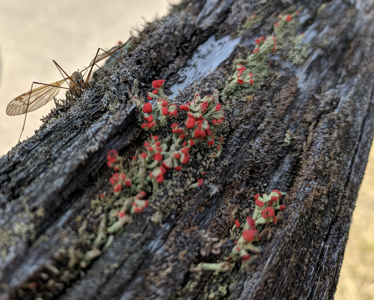 fungi and a mayfly.png