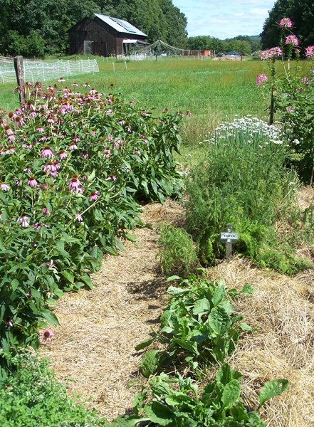 Big garden - echinacea, plantain, and dill deadheaded crop August 2019.jpg