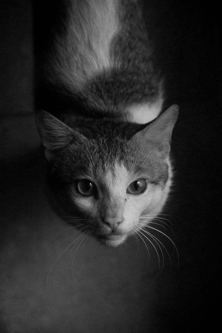 cat B&W.jpg