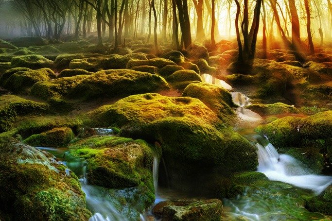 Moss-Swamp-Romania_0.jpg