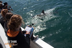 white-shark-africa-mosselbay-9.jpg