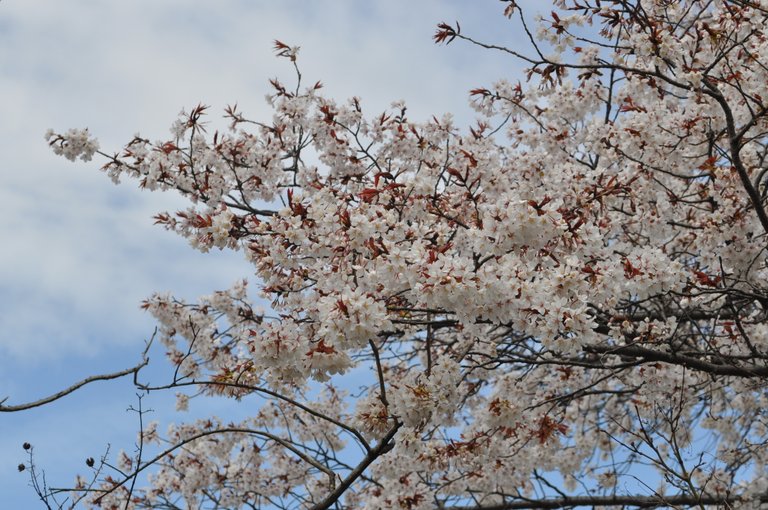 DSC_0038.JPG