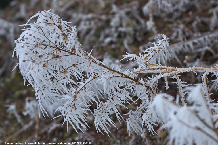 IceCrystalsOnWinterWeeds-001-120317.jpg