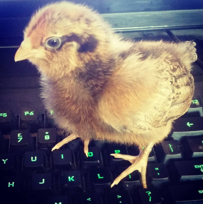 baby chickens.png