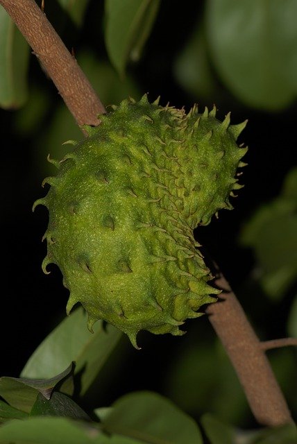 soursop-2837863_640.jpg