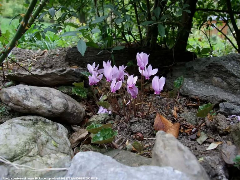 Spring Flowers in Shade-110216.jpg