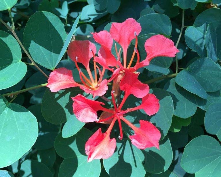 Bauhinia-Galpinii-Flower-1.jpg