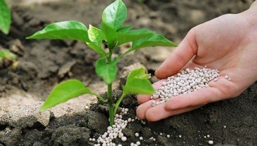 Phosphorus-Starter-Fertilizer.jpg