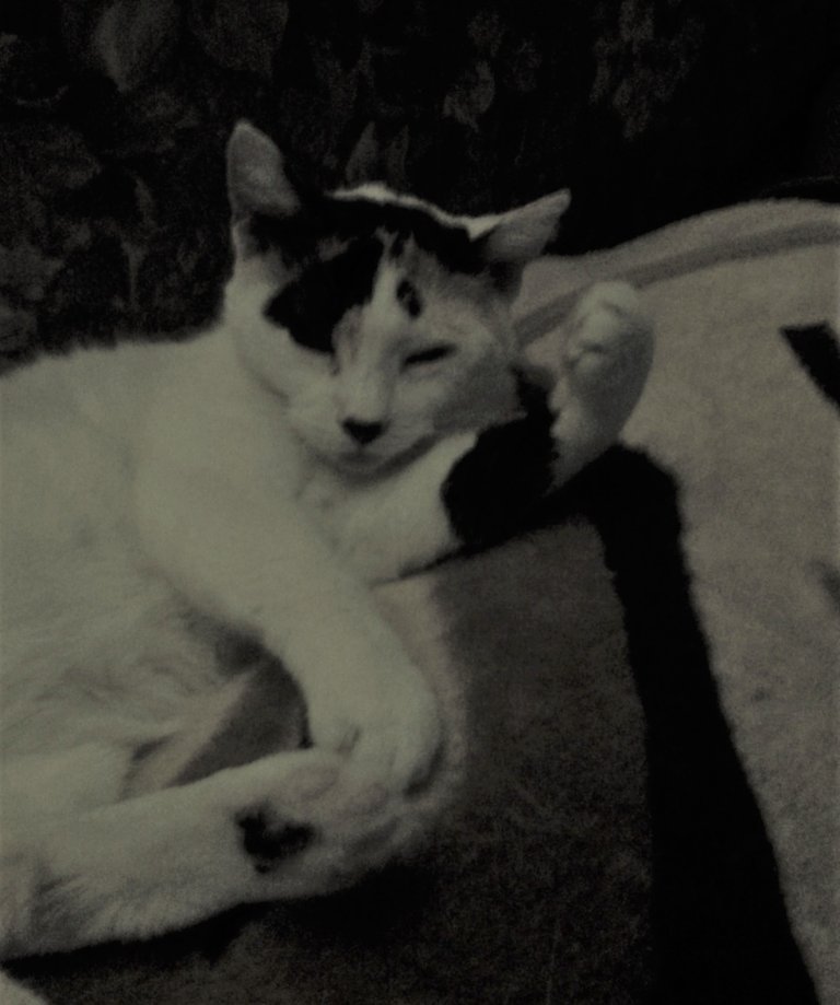 Cat Photography, Bella Half Sleep B&W Victory Fist, April 24 2017.jpg