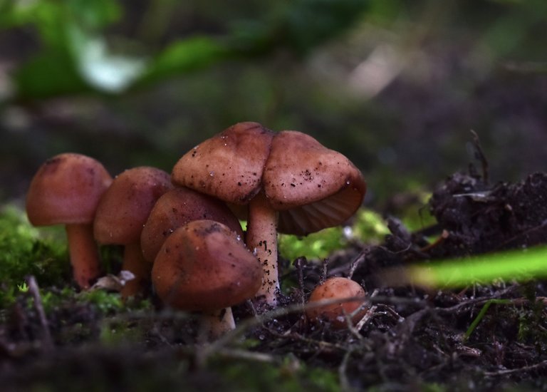mushrooms lawn 3.jpg