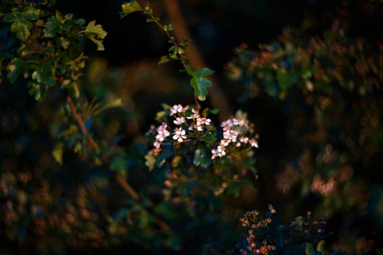 wild bush sunset bokeh.jpg