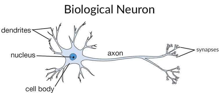 Structure-Of-Neurons-In-Brain.jpg