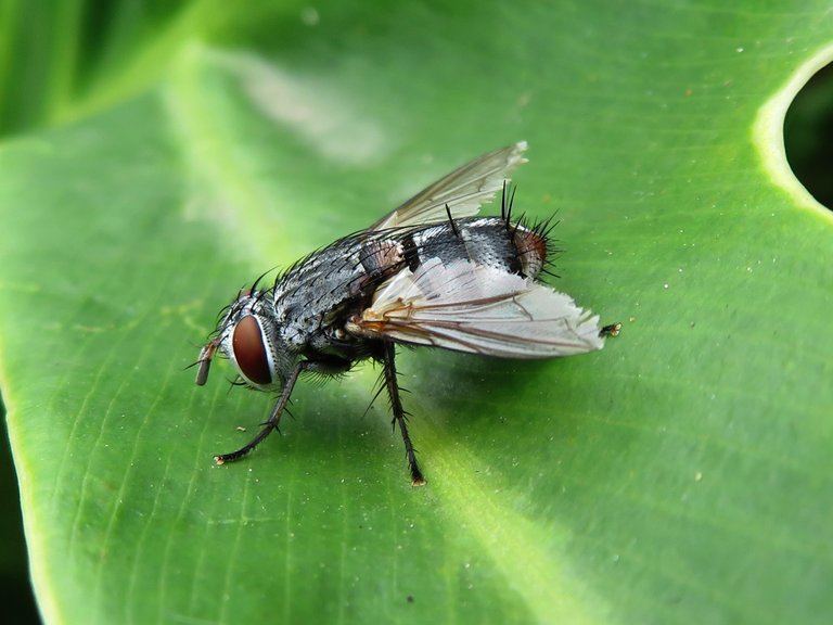 5534-Fly.JPG