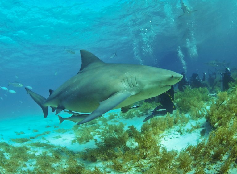 Bullshark_Bahamas2.jpg