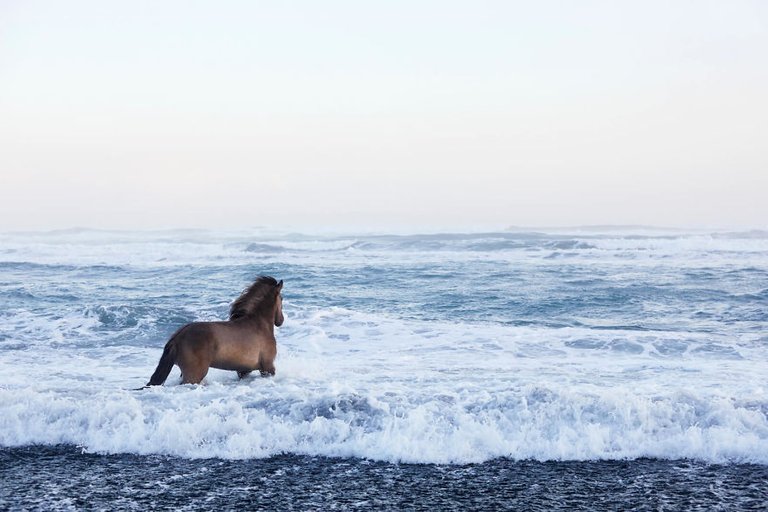 animal-photography-icelandic-horses-in-the-realm-of-legends-drew-doggett-6-5b5afbd852aa8__880.jpg