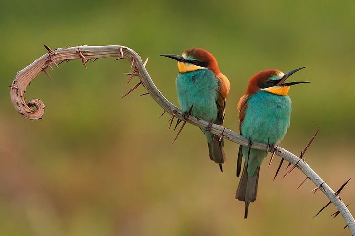 bee-eaters-3749679__480.jpg