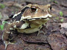 220px-Bufo_japonicus_DSCN9882.jpg