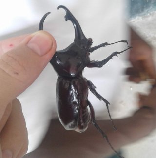 Bpaka-RhinocerasBeetle.jpg