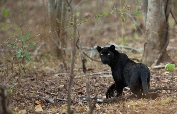 black-panther-in-India-622x400.jpg