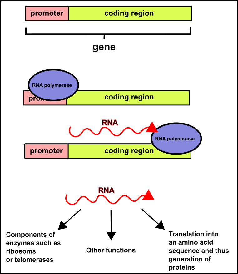 What is a gene.png