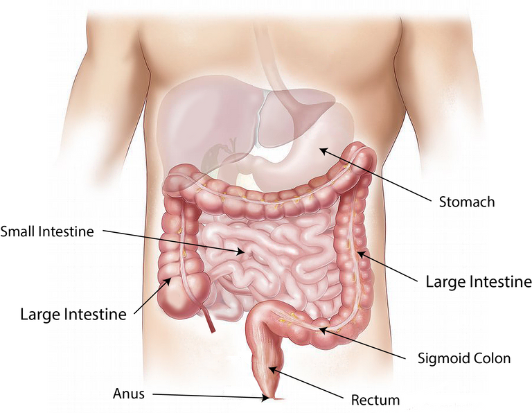 abdomen-1698565.png