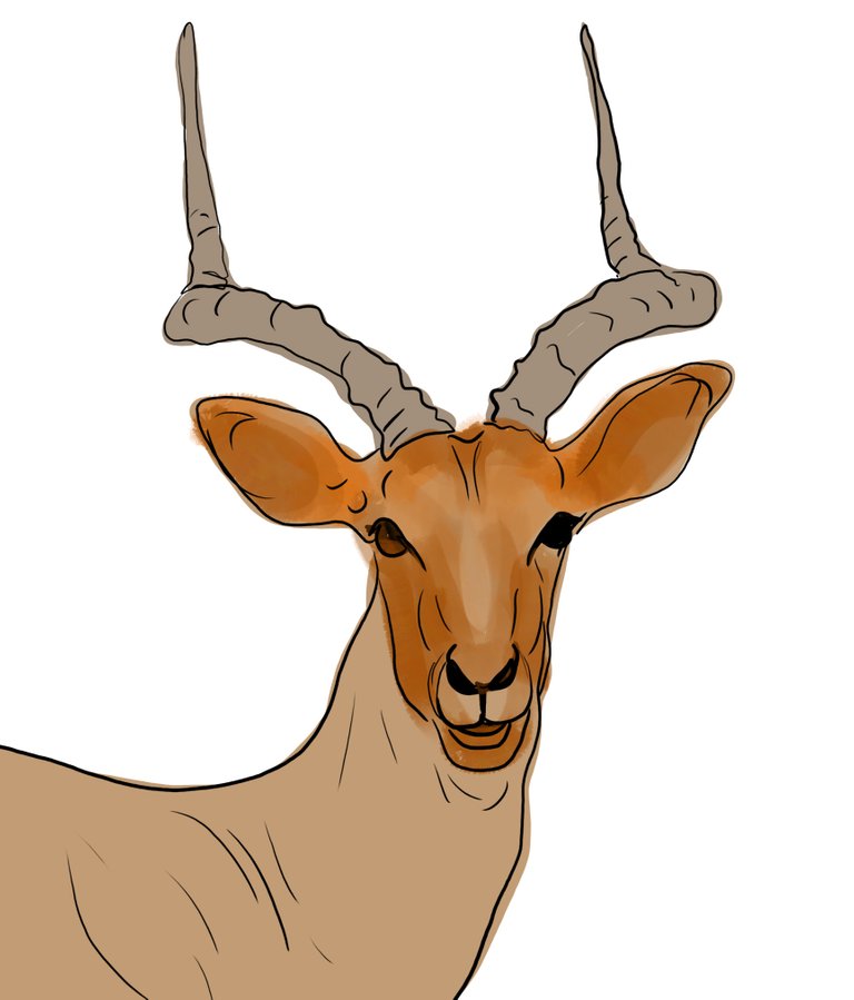 deer (461).jpg